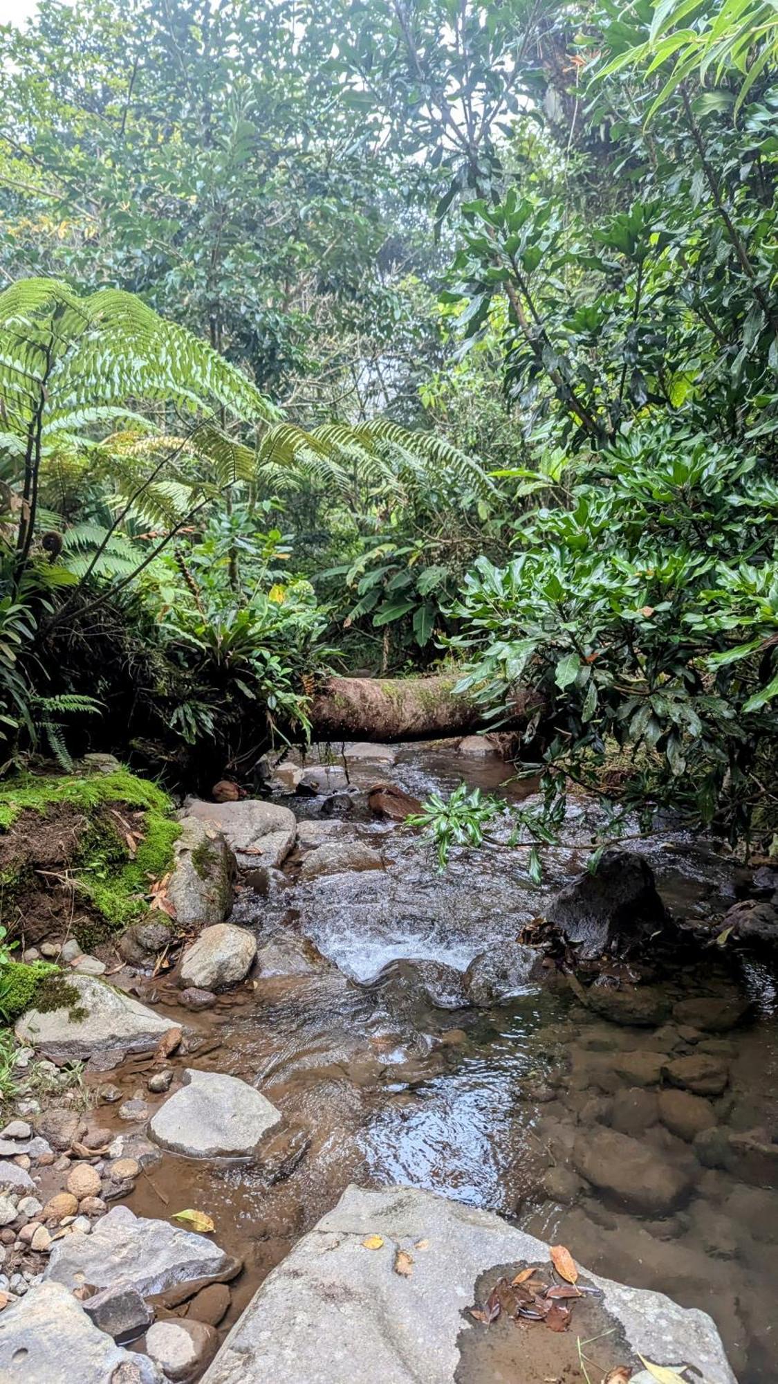 Olingo Monteverde Luaran gambar